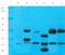 Bone Morphogenetic Protein Receptor Type 1A antibody, orb19450, Biorbyt, Western Blot image 