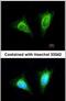 Killer Cell Lectin Like Receptor C1 antibody, PA5-21949, Invitrogen Antibodies, Immunofluorescence image 