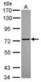 Sec1 Family Domain Containing 1 antibody, PA5-31738, Invitrogen Antibodies, Western Blot image 