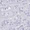 Quinoid Dihydropteridine Reductase antibody, HPA058951, Atlas Antibodies, Immunohistochemistry frozen image 