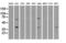 Methylthioribose-1-phosphate isomerase antibody, GTX84084, GeneTex, Western Blot image 