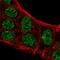 Protein atonal homolog 8 antibody, HPA028406, Atlas Antibodies, Immunofluorescence image 