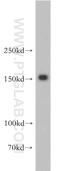 PTPRZ1 antibody, 55125-1-AP, Proteintech Group, Western Blot image 