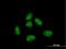 EP300 Interacting Inhibitor Of Differentiation 1 antibody, H00023741-B01P, Novus Biologicals, Immunocytochemistry image 