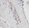Selectin P antibody, PA1715, Boster Biological Technology, Immunohistochemistry paraffin image 