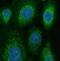 Carnosine Dipeptidase 1 antibody, FNab01794, FineTest, Immunofluorescence image 