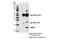 Vesicle Associated Membrane Protein 2 antibody, 13508S, Cell Signaling Technology, Immunoprecipitation image 