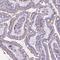 Cathepsin Z antibody, NBP2-38703, Novus Biologicals, Immunohistochemistry frozen image 