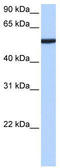 Chromobox 2 antibody, TA339225, Origene, Western Blot image 