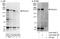 Programmed Cell Death 11 antibody, A303-804A, Bethyl Labs, Western Blot image 