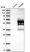 FERM domain-containing protein 8 antibody, PA5-51756, Invitrogen Antibodies, Western Blot image 