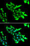 Krev interaction trapped protein 1 antibody, 22-527, ProSci, Immunofluorescence image 