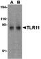 TLR11 antibody, PA5-20055, Invitrogen Antibodies, Western Blot image 