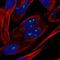 Nucleolar Protein 10 antibody, HPA035286, Atlas Antibodies, Immunofluorescence image 