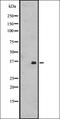 Frizzled Class Receptor 2 antibody, orb335601, Biorbyt, Western Blot image 