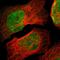 Zinc Finger And SCAN Domain Containing 30 antibody, HPA007289, Atlas Antibodies, Immunofluorescence image 