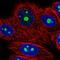 Nucleolar Protein With MIF4G Domain 1 antibody, HPA019866, Atlas Antibodies, Immunofluorescence image 