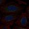 Exostosin Glycosyltransferase 2 antibody, HPA078409, Atlas Antibodies, Immunocytochemistry image 