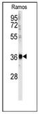 U2 Small Nuclear RNA Auxiliary Factor 1 antibody, AP12454PU-N, Origene, Western Blot image 