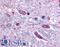 Solute Carrier Family 5 Member 3 antibody, LS-A2816, Lifespan Biosciences, Immunohistochemistry frozen image 