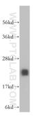 Methenyltetrahydrofolate Synthetase antibody, 13114-1-AP, Proteintech Group, Western Blot image 