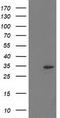 Haloacid Dehalogenase Like Hydrolase Domain Containing 2 antibody, TA502836, Origene, Western Blot image 
