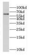 Ebf antibody, FNab02613, FineTest, Western Blot image 