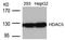 Histone deacetylase 5 antibody, AP02669PU-N, Origene, Western Blot image 