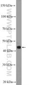 Signal Regulatory Protein Beta 1 antibody, 11811-1-AP, Proteintech Group, Western Blot image 