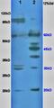 Ras-related protein Rap-1A antibody, orb11324, Biorbyt, Western Blot image 