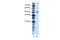 Protein Phosphatase 1 Regulatory Subunit 8 antibody, 29-415, ProSci, Western Blot image 