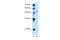 Pregnancy-specific beta-1-glycoprotein 1 antibody, 29-735, ProSci, Enzyme Linked Immunosorbent Assay image 