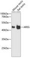 Amphiregulin antibody, 14-577, ProSci, Western Blot image 