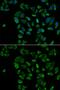 Peroxisomal targeting signal 1 receptor antibody, GTX33404, GeneTex, Immunofluorescence image 