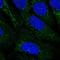 Probable gluconokinase antibody, HPA058429, Atlas Antibodies, Immunofluorescence image 