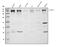 Chromodomain Helicase DNA Binding Protein 2 antibody, A04079, Boster Biological Technology, Western Blot image 
