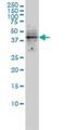 Doublesex- and mab-3-related transcription factor 1 antibody, H00001761-M01, Novus Biologicals, Western Blot image 