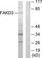 FAST Kinase Domains 3 antibody, TA315772, Origene, Western Blot image 