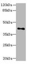 5-Hydroxytryptamine Receptor 1E antibody, A62758-100, Epigentek, Western Blot image 