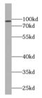 Calmegin antibody, FNab01203, FineTest, Western Blot image 