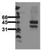 Lymphoid Enhancer Binding Factor 1 antibody, AM00083PU-N, Origene, Western Blot image 