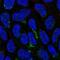 NIPA Like Domain Containing 1 antibody, NBP1-90518, Novus Biologicals, Immunofluorescence image 