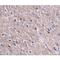 Cell Death Inducing P53 Target 1 antibody, LS-C108467, Lifespan Biosciences, Immunohistochemistry frozen image 