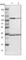 Jade Family PHD Finger 1 antibody, HPA020016, Atlas Antibodies, Western Blot image 