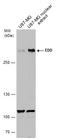 UBR5 antibody, GTX130759, GeneTex, Western Blot image 