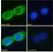 Ubiquitin carboxyl-terminal hydrolase 6 antibody, LS-C154898, Lifespan Biosciences, Immunofluorescence image 