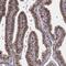 LUC7 Like antibody, HPA069321, Atlas Antibodies, Immunohistochemistry frozen image 