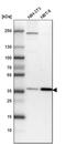 Ceramide Synthase 2 antibody, PA5-55560, Invitrogen Antibodies, Western Blot image 