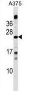 Methyl-CpG Binding Domain Protein 3 Like 1 antibody, abx030139, Abbexa, Western Blot image 