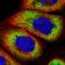 Ribosomal Protein S6 antibody, HPA031153, Atlas Antibodies, Immunofluorescence image 